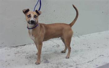 A2091343 -  Labrador Retriever and Mixed Breed Dog for Adoption in Houston, Texas - A2091343 | PetCurious