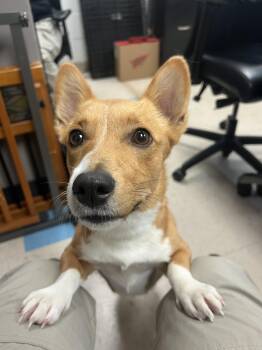 Petunia -  Cardigan Welsh Corgi Dog for Adoption in Ashland, Virginia - Petunia | PetCurious