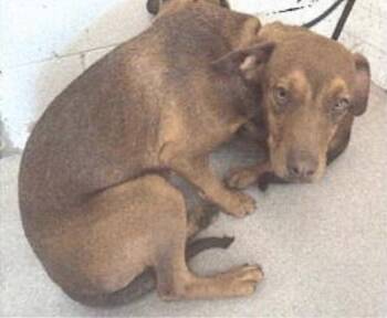Leela -  Hound and Pug Dog for Adoption in Bothell, Washington - Leela | PetCurious