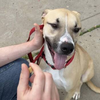 Rescue Black Mouth Cur and American Staffordshire Terrier Dogs for Adoption in Blacksburg, Virginia - Bear (foster Or Adopter) | PetCurious