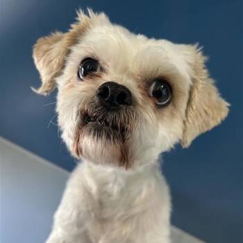 Mixed Breed and Maltese Dogs Available for Adoption - Noodles | PetCurious