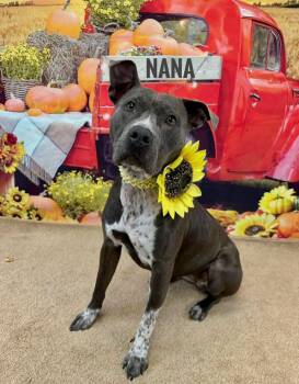 Rescue Mixed Breed Dogs for Adoption in Flint, Michigan - Nana | PetCurious