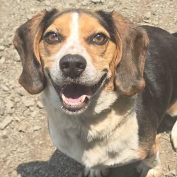 Joel -  Beagle Dog for Adoption in Orange, Virginia - Joel | PetCurious