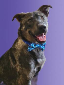 Rescue Mixed Breed Dogs for Adoption in Bolivar, Tennessee - Duke #25125 | PetCurious