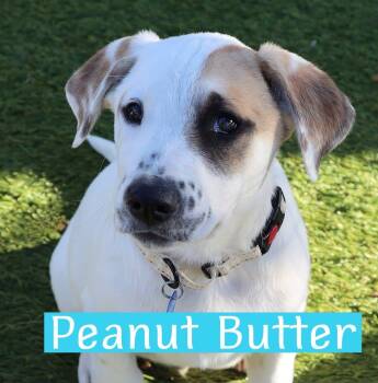 Rescue Great Pyrenees Dogs for Adoption in Southlake, Texas - Peanut Butter | PetCurious