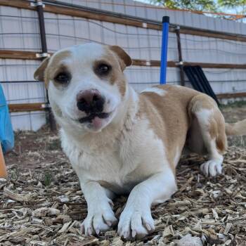 Mixed Breed Dogs Available for Adoption in Moab, Utah - Manila | PetCurious