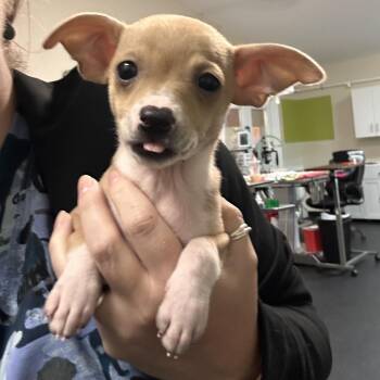 Marble -  Chihuahua Dog for Adoption in Enfield, New Hampshire - Marble | PetCurious