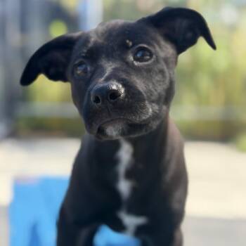 Cora Dune -  Pit Bull Terrier and Mixed Breed Dog for Adoption in Riverside, California - Cora Dune | PetCurious