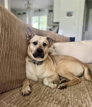 Mixed Breed and German Shepherd Dog Dogs Available for Adoption - New New Dog (26-055 D) | PetCurious