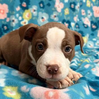 Rosie -  American Bully Dog for Adoption in Waterloo, Iowa - Rosie | PetCurious