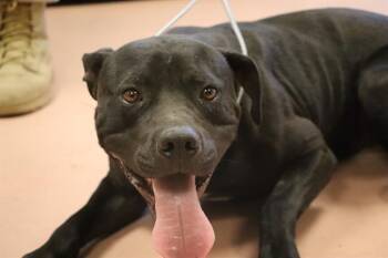 Rescue Mixed Breed Dogs for Adoption in Columbia, South Carolina - ARROW | PetCurious