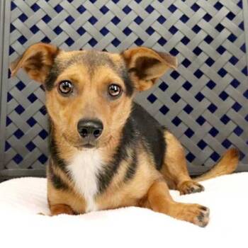 Chihuahua and Dachshund Dogs Available for Adoption in Midland, Texas - Peewee | PetCurious