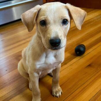 Mixed Breed Dogs Available for Adoption - Estella | PetCurious