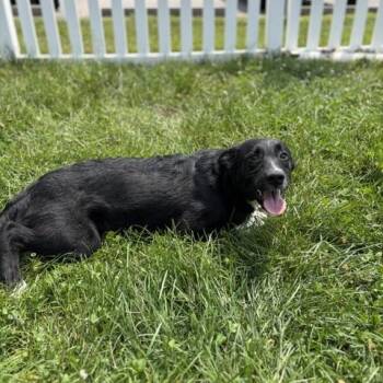 Keiko -  Australian Kelpie and Border Collie Dog for Adoption in Manhasset, New York - Keiko | PetCurious