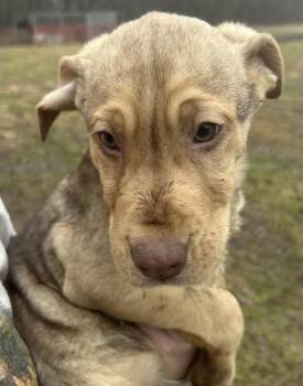 Labrador Retriever and Shepherd Dogs Available for Adoption - SRV All Stars : Lex | PetCurious