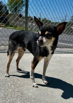 Chihuahua Dogs Available for Adoption in Blountville, Tennessee - Hammond | PetCurious