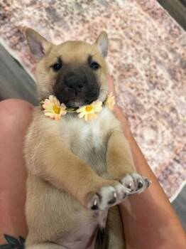 Hershey Angel Kisses -  Husky and Pit Bull Terrier Dog for Adoption in Friendswood, Texas - Hershey Angel Kisses | PetCurious