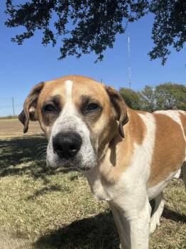 Rescue Black Mouth Cur Dogs for Adoption in Cleburne, Texas - Jerky Stick | PetCurious