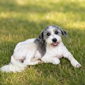 Fable 26-06-108 -  Poodle and Mixed Breed Dog for Adoption in Bastrop, Texas - Fable 26-06-108 | PetCurious