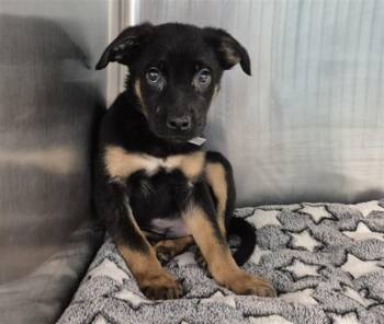 German Shepherd Dog and Mixed Breed Dogs Available for Adoption in Houston, Texas - A2070476 | PetCurious