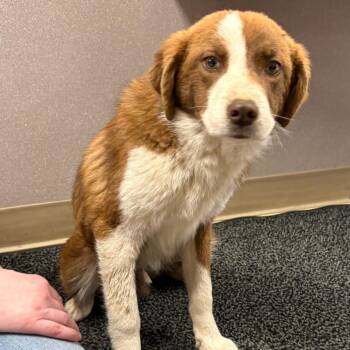 Mixed Breed Dogs Available for Adoption - Embezzlement | PetCurious