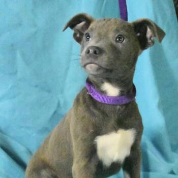 Heidi -  Mountain Cur and Mixed Breed Dog for Adoption in South Elgin, Illinois - Heidi | PetCurious