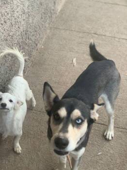 Shepherd and Husky Dogs Available for Adoption - Jackson | PetCurious