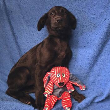 Rescue Shepherd and Black Labrador Retriever Dogs for Adoption in Aurora, Missouri - AURO-Darby | PetCurious