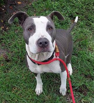 Rescue American Bulldog Dogs for Adoption in Fort Lauderdale, Florida - PATRON | PetCurious