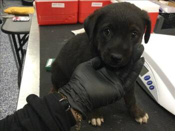 A1922143 -  Rottweiler and Mixed Breed Dog for Adoption in Thousand Palms, California - A1922143 | PetCurious