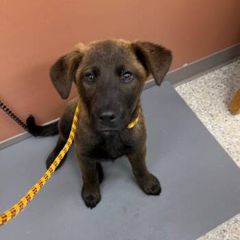 Thingamajig -  Black Labrador Retriever and Mixed Breed Dog Available for Adoption in Detroit Lakes, Minnesota - Thingamajig | PetCurious