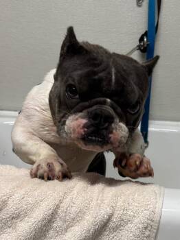 English Bulldog and Mixed Breed Dogs Available for Adoption - Latara | PetCurious