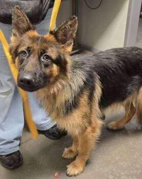 Mila -  German Shepherd Dog and Mixed Breed Dog for Adoption in Fresno, California - Mila | PetCurious