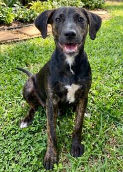 Addie -  Labrador Retriever and Cattle Dog Dog for Adoption in Crown Point, Indiana - Addie | PetCurious