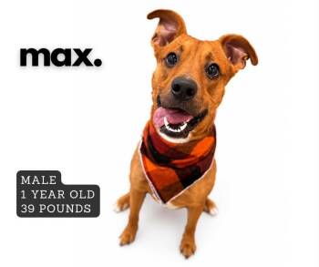 Max -  Mixed Breed Dog for Adoption in Ashland, Kentucky - Max | PetCurious