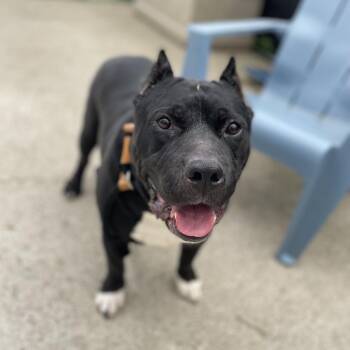 Mixed Breed Dogs Available for Adoption in Edwardsville, Illinois - Bruce | PetCurious
