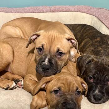 Peter Parker -  Boxer and Mixed Breed Dog for Adoption in Ferndale, Michigan - Peter Parker | PetCurious