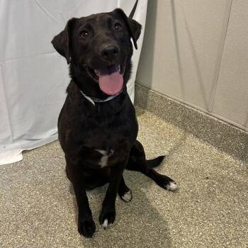 Vixy* -  Black Labrador Retriever Dog for Adoption in San Gabriel, California - Vixy* | PetCurious