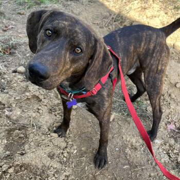 Plott Hound Dogs Available for Adoption - Hickory Nut | PetCurious