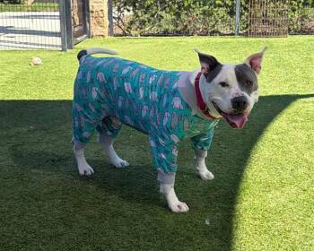 Pit Bull Terrier Dogs Available for Adoption - CASS | PetCurious