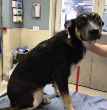 Rescue German Shepherd Dog Dogs for Adoption in Riverside, California - RALPH | PetCurious