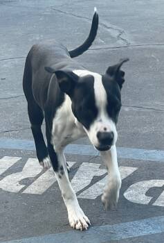 Rescue Mixed Breed Dogs for Adoption in Los Angeles, California - Fancy | PetCurious