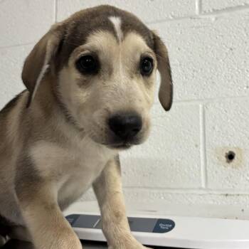 My Melody -  Shepherd and Husky Dog for Adoption in Edinburg, Texas - My Melody | PetCurious