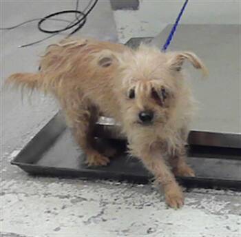 Maltese and Mixed Breed Dogs Available for Adoption in Houston, Texas - BABY GIRL | PetCurious