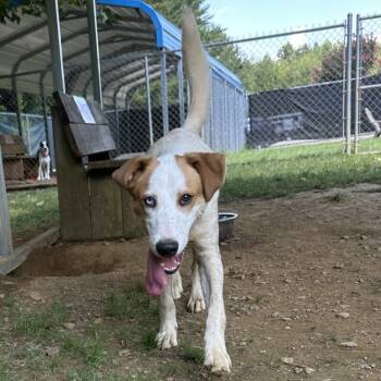 Rescue Mixed Breed Dogs for Adoption in Blue Ridge, Georgia - Patches | PetCurious