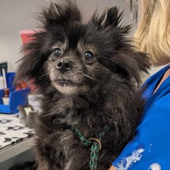Dark chocolate -  Pomeranian Dog for Adoption in Greenville, South Carolina - Dark Chocolate | PetCurious