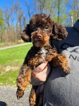 Poodle Dogs Available for Adoption - Miley  | PetCurious
