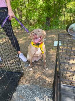 Mixed Breed Dogs Available for Adoption in Powell, Tennessee - Zara | PetCurious