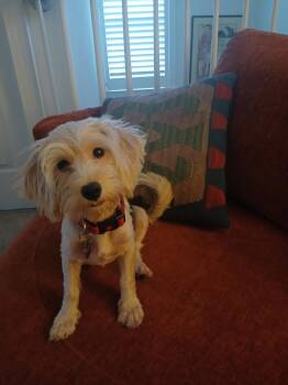 Willie Nelson -  Maltese Dog for Adoption in Williamsburg, Virginia - Willie Nelson | PetCurious