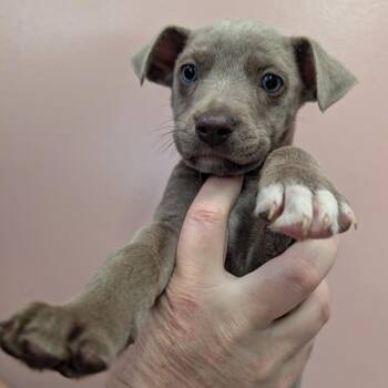 McCrispy -  Mixed Breed Dog for Adoption in Huntsville, Arkansas - McCrispy | PetCurious